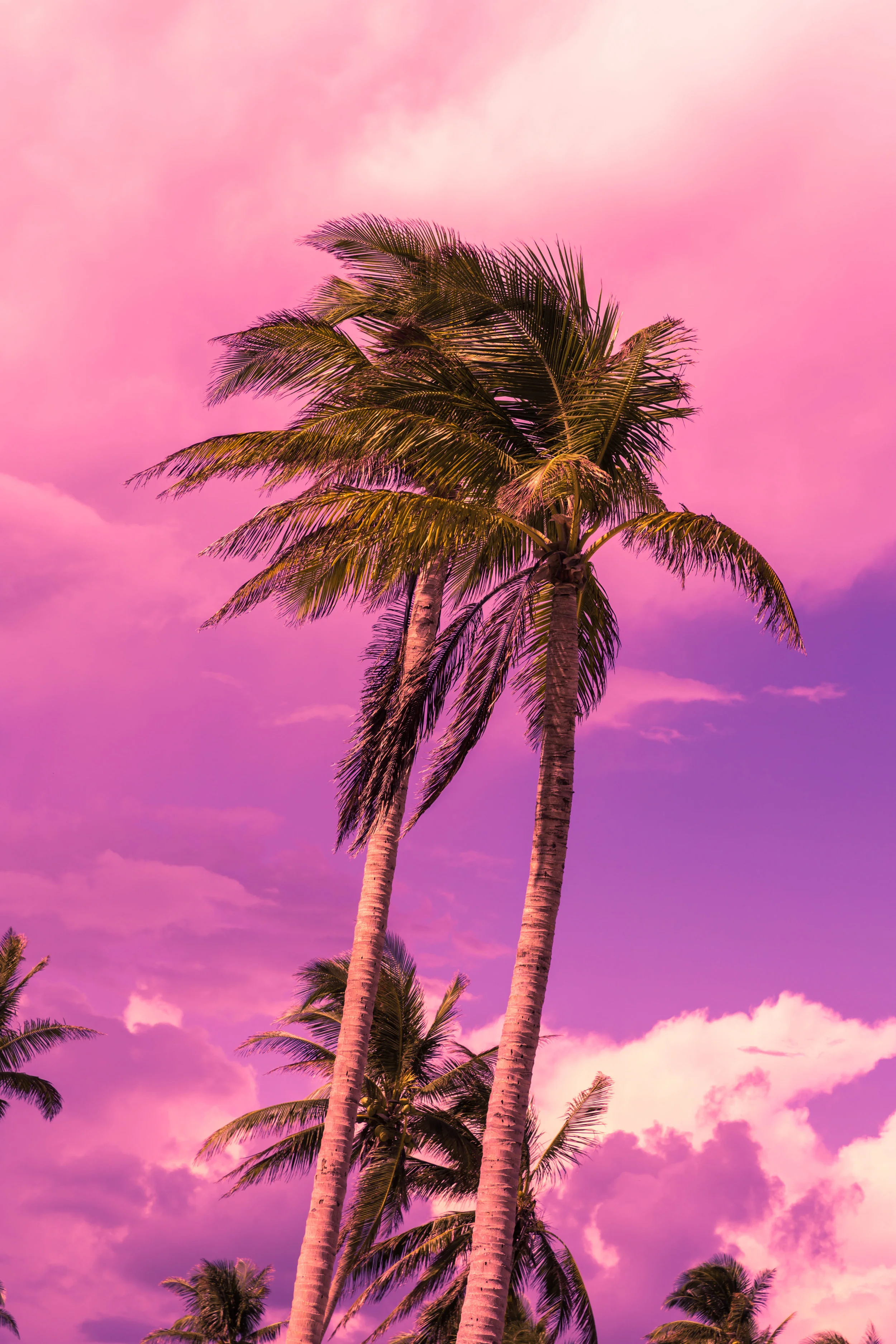 Two Trees-1.jpg