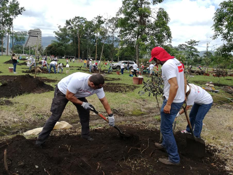 Voluntarios sembraron Guayacán Real, especie con la madera más pesada del  mundo — San José Volando