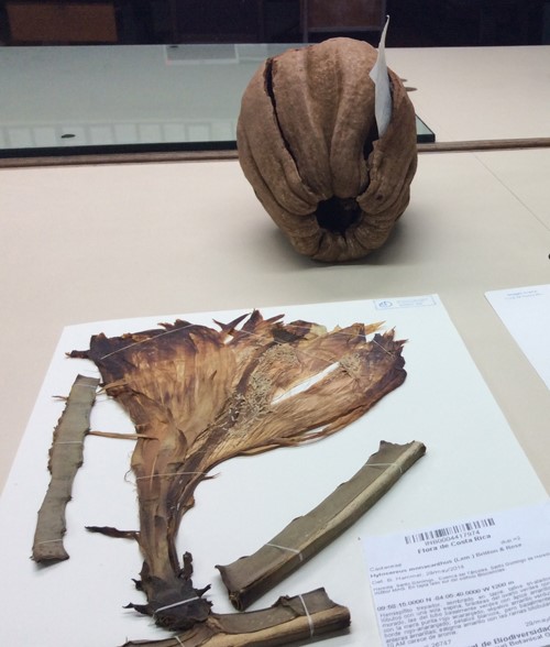 Ejemplar botánico del Herbario Nacional del Museo Nacional de Costa Rica. 