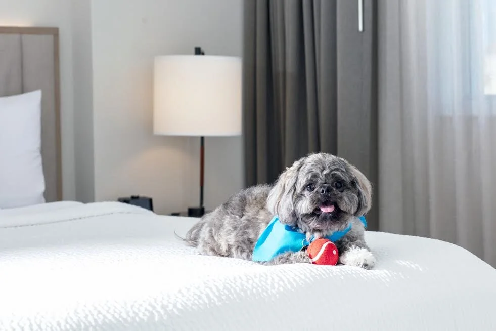 Disfrute de un fin de semana con su mascota y apoye a emprendedores locales