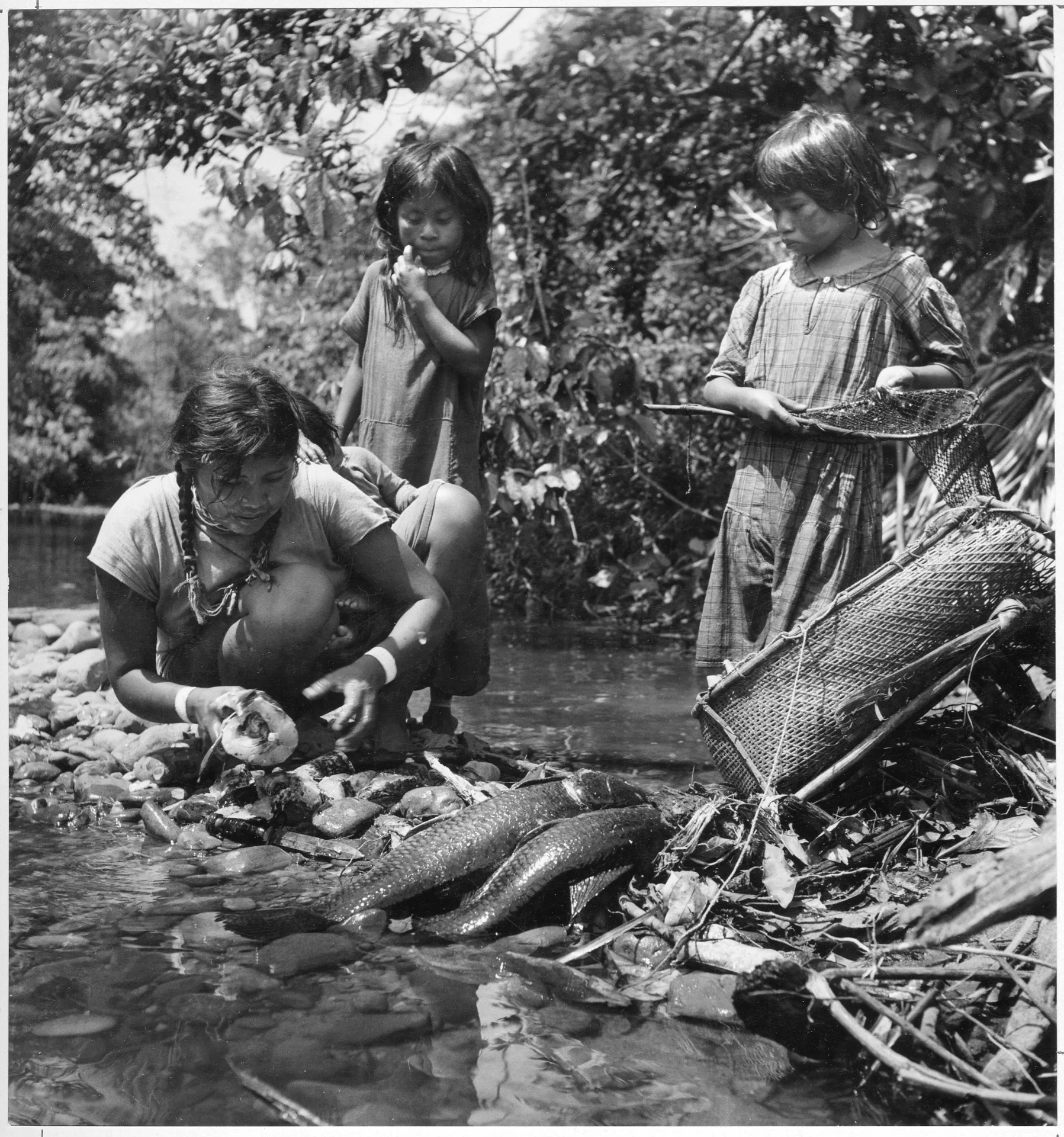 Fish being scaled.jpg