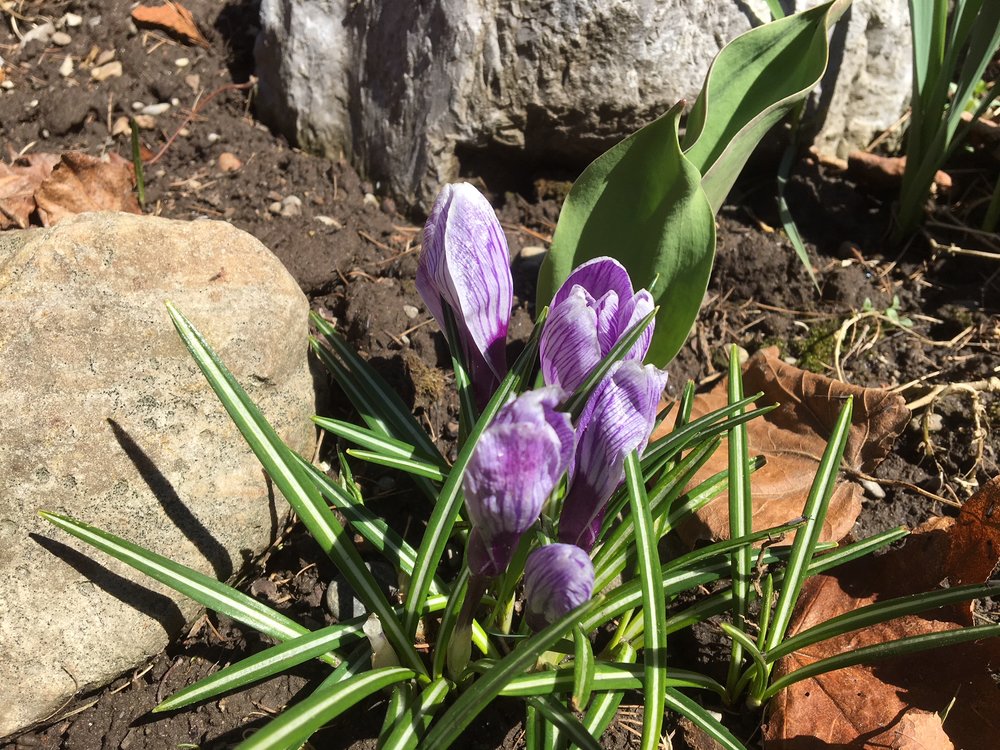 Crocus