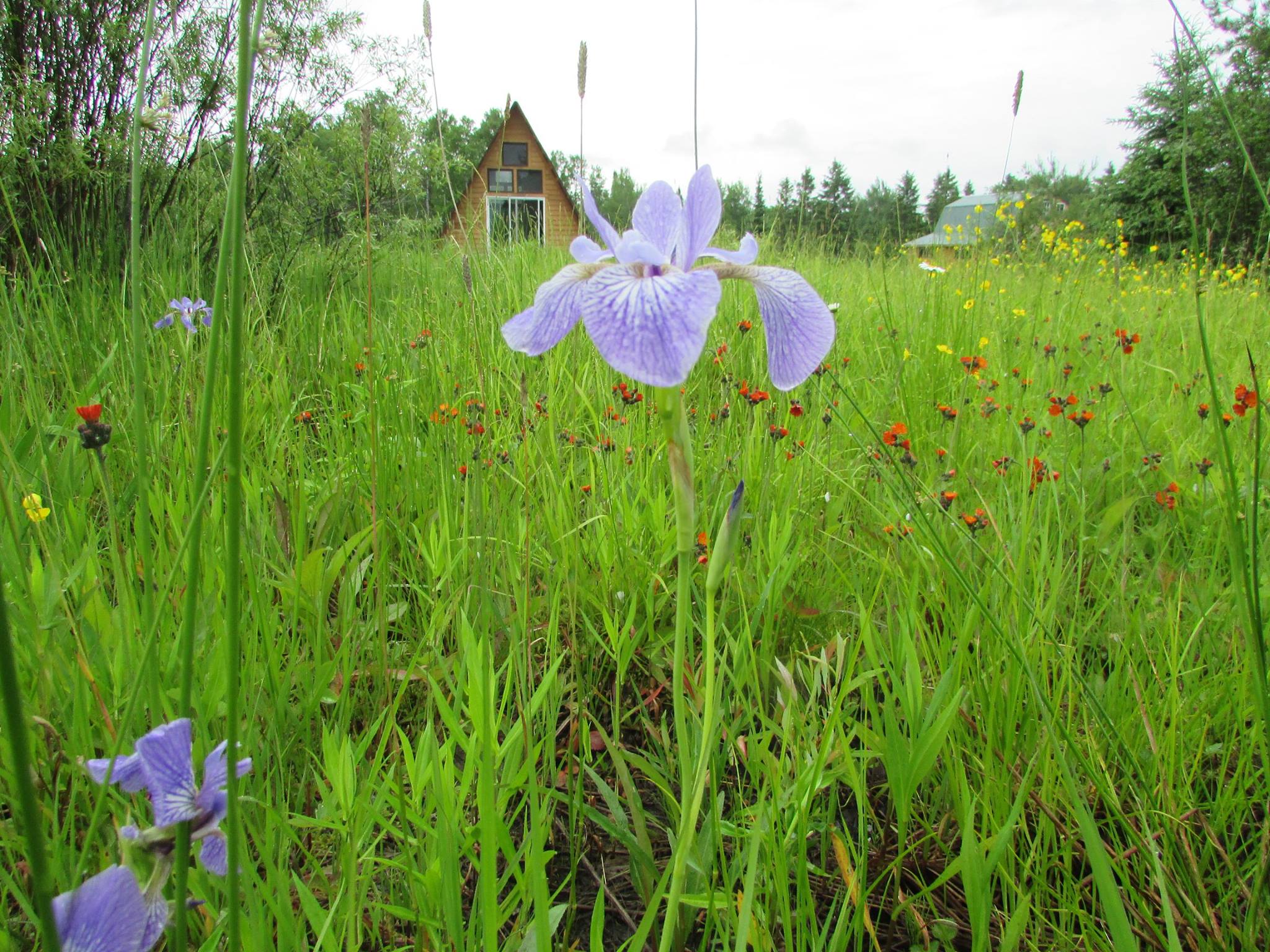 from wildflowers, to wild berries,