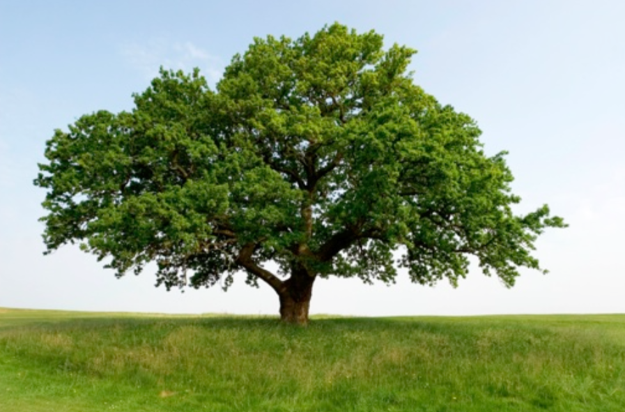 Nonviolent Communication Integration Program