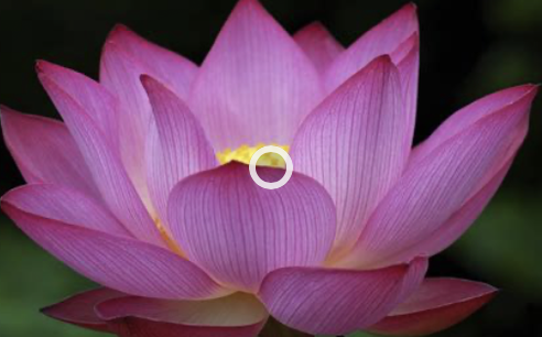 Bringing Mindful Speech to Life