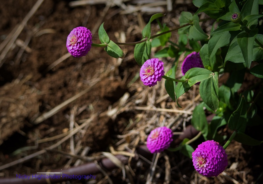 DSC_0420.jpg