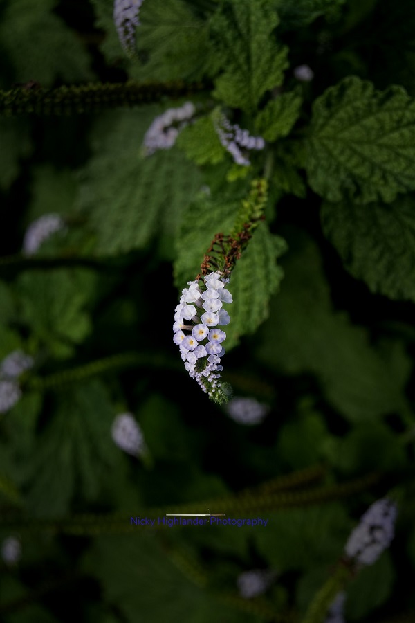 DSC_0321.jpg