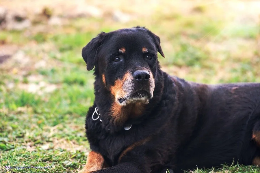 best dog in the whole world