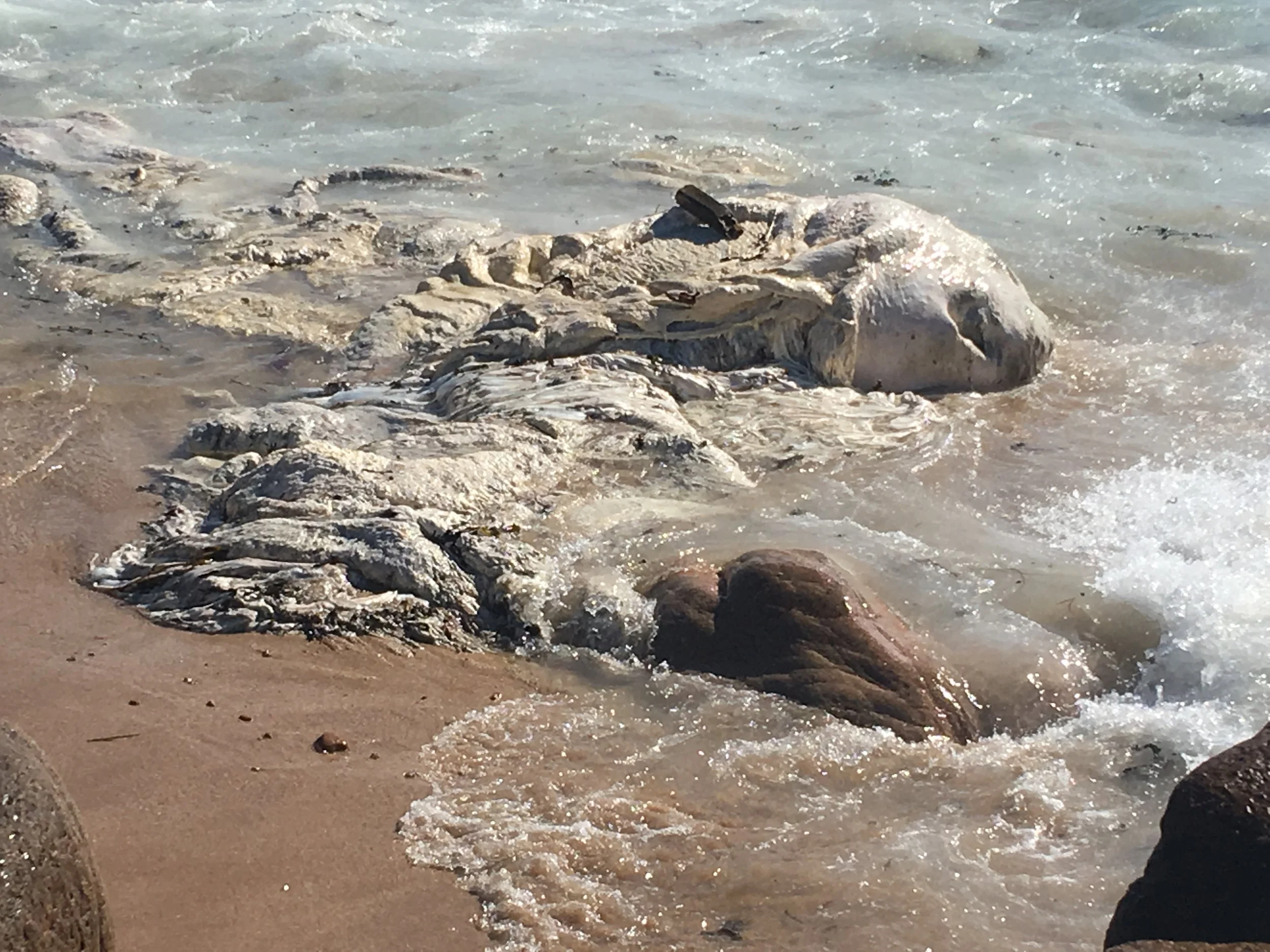 It's sea foam! No, it's a cuttlefish! No, it's a dead whale!