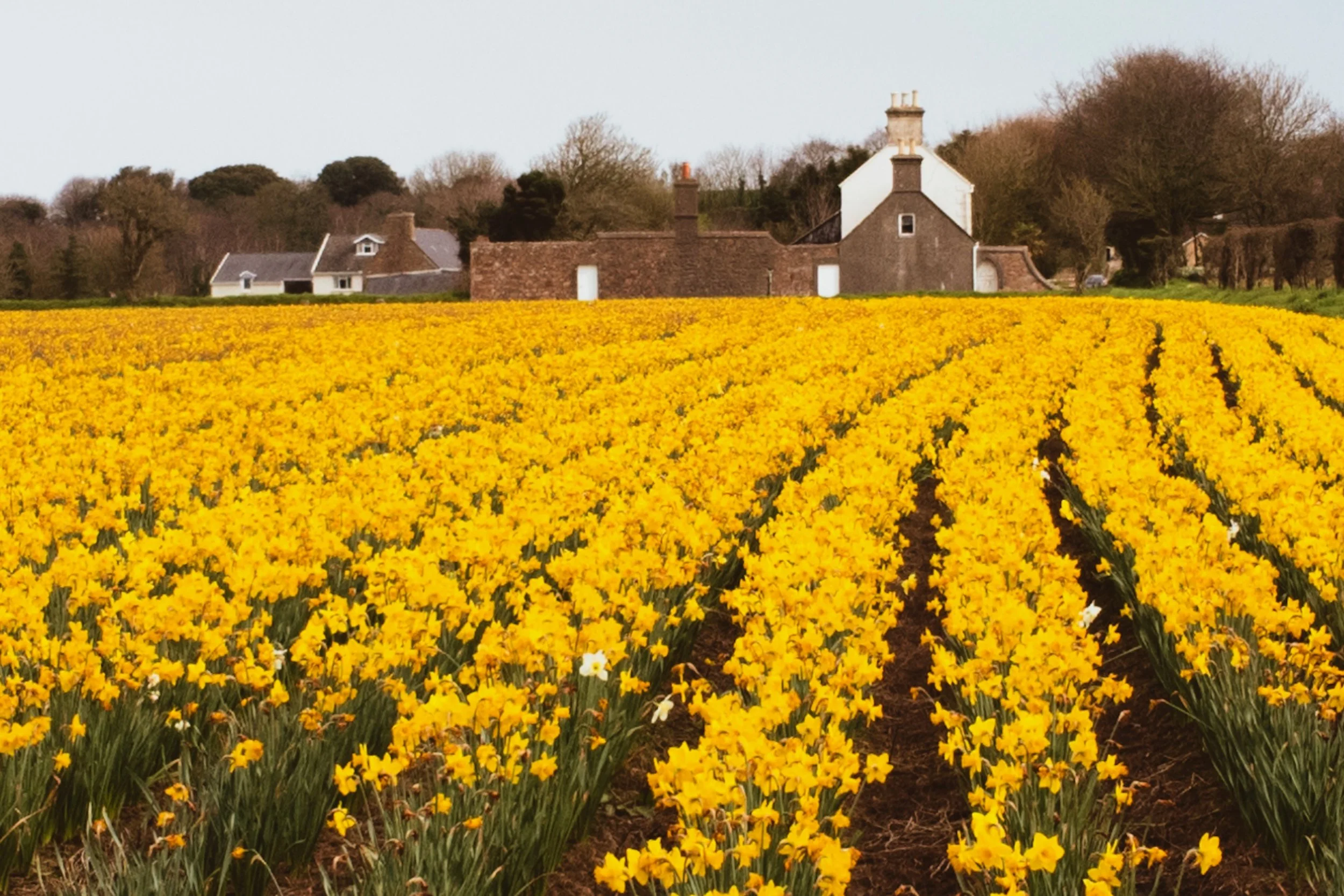 Typical Jersey farm -- you either see daffodils or potatoes!