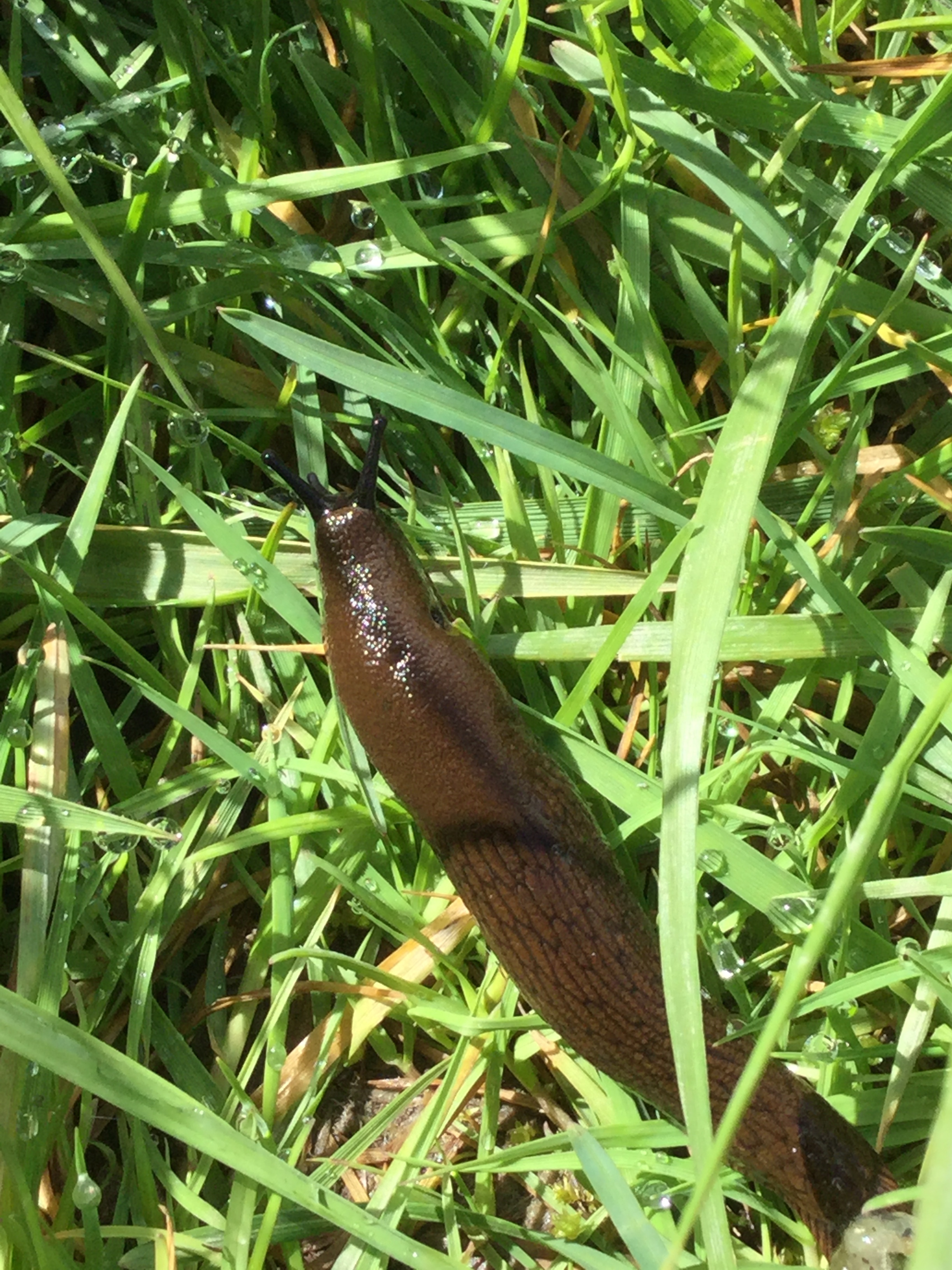 The slug.
