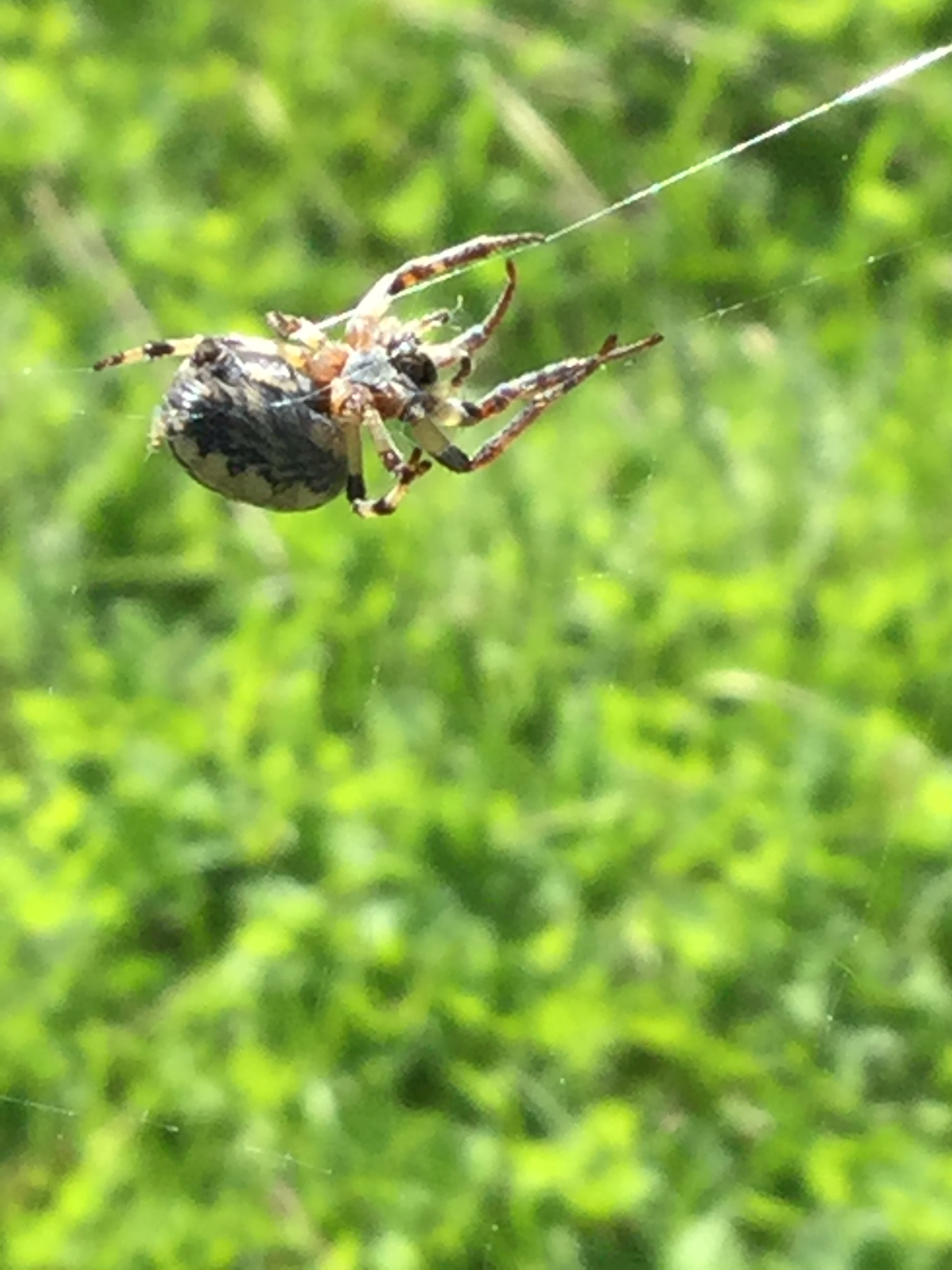 The spider.