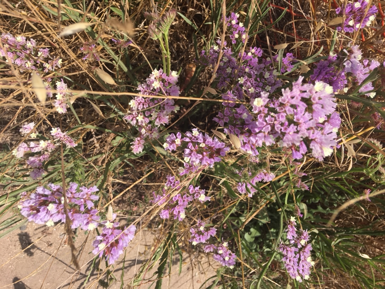 Restored native plants at Baldwin Hills.