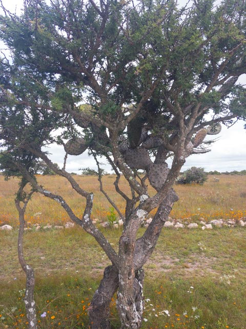 Movie title: Acacia tree and Nopal Cactus, A Love Story.