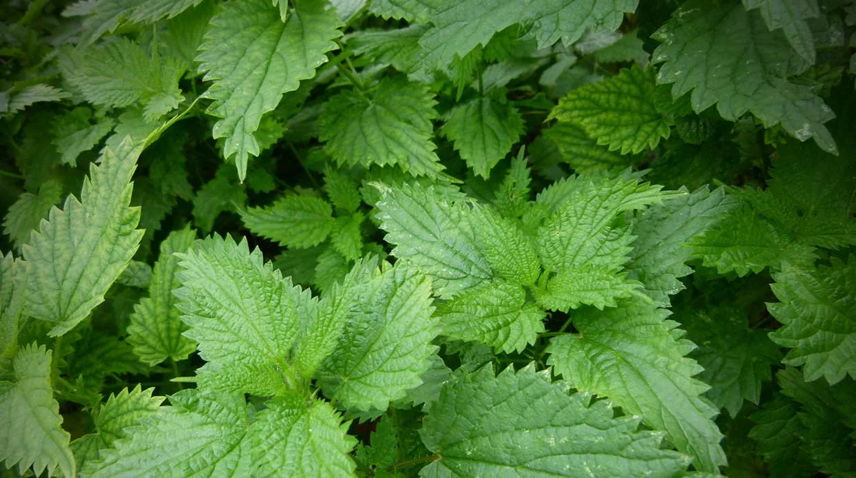Itchy Stinging Nettle (Don't touch!)