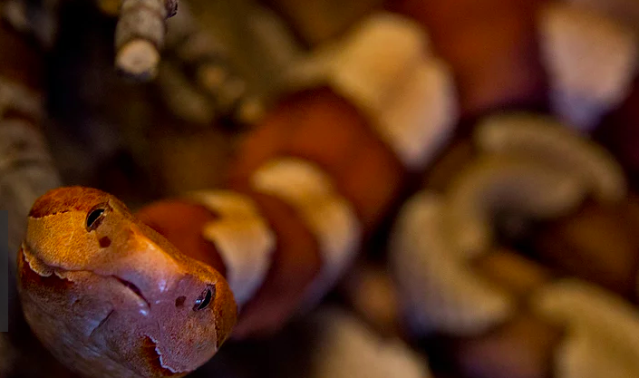 Not quite a corn snake....but found at Reptile Zoo.