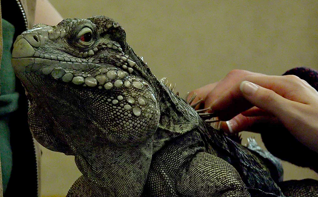 Not quite Iggy....but found at Reptile Zoo.