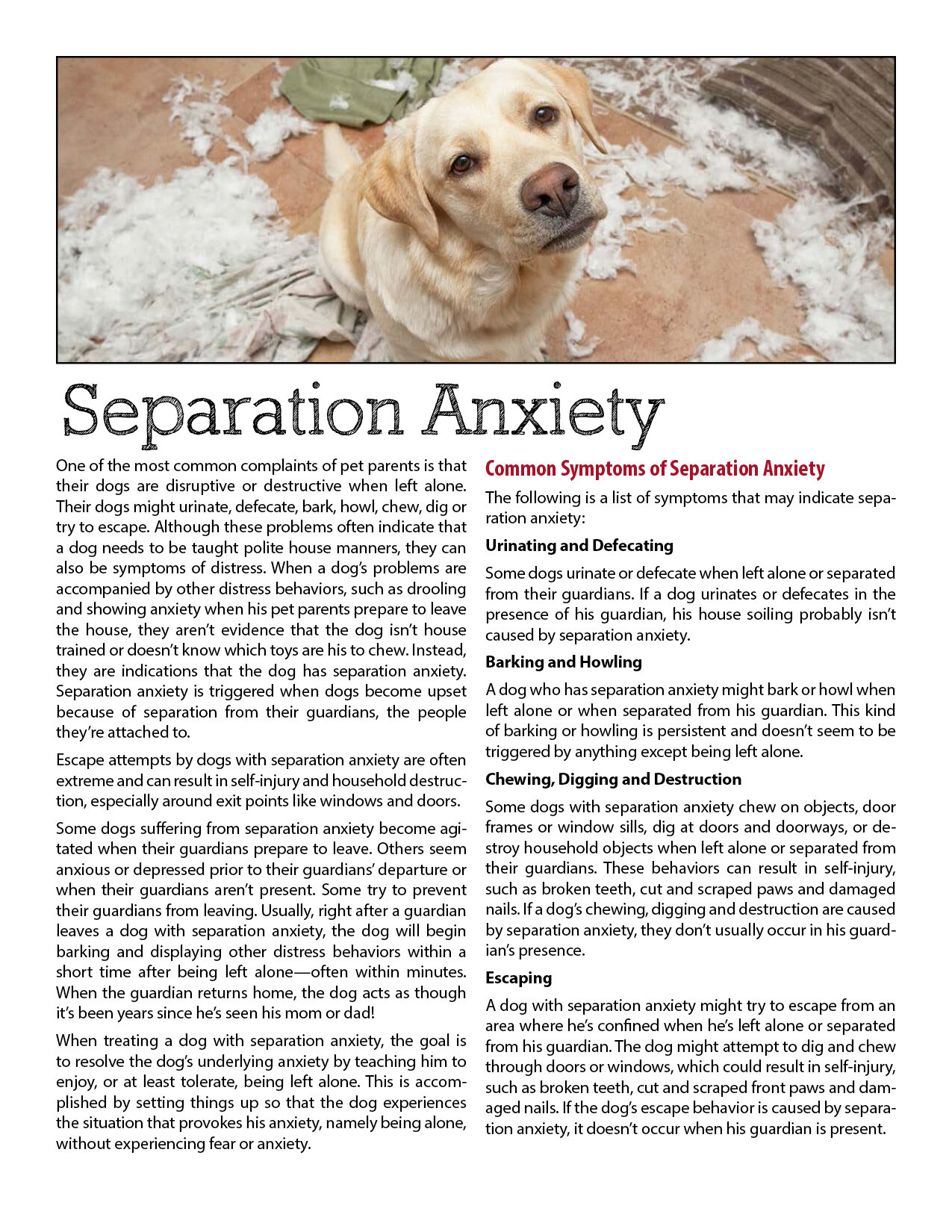 Separation Anxiety in Dogs: What You Can Do – Wild One