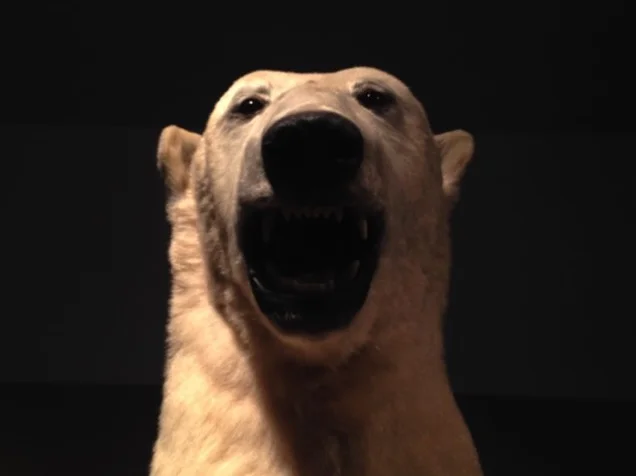 bear.jpg