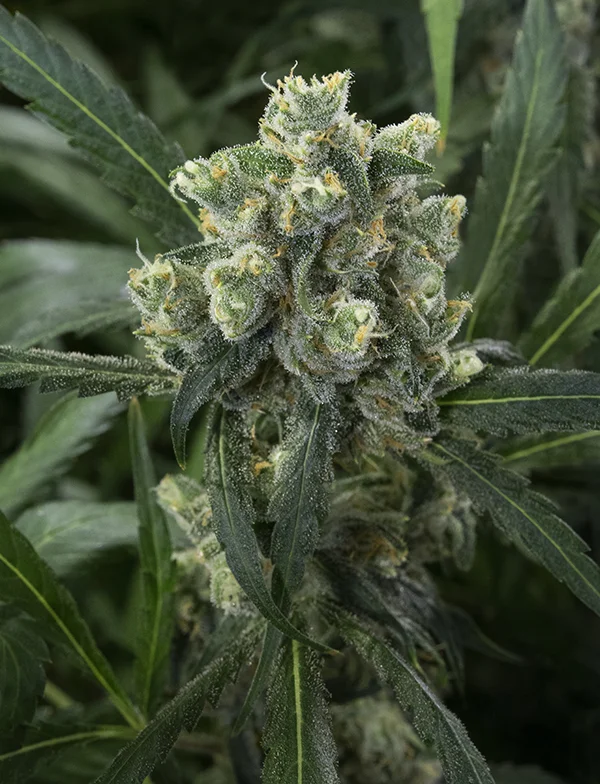 Jack Herer