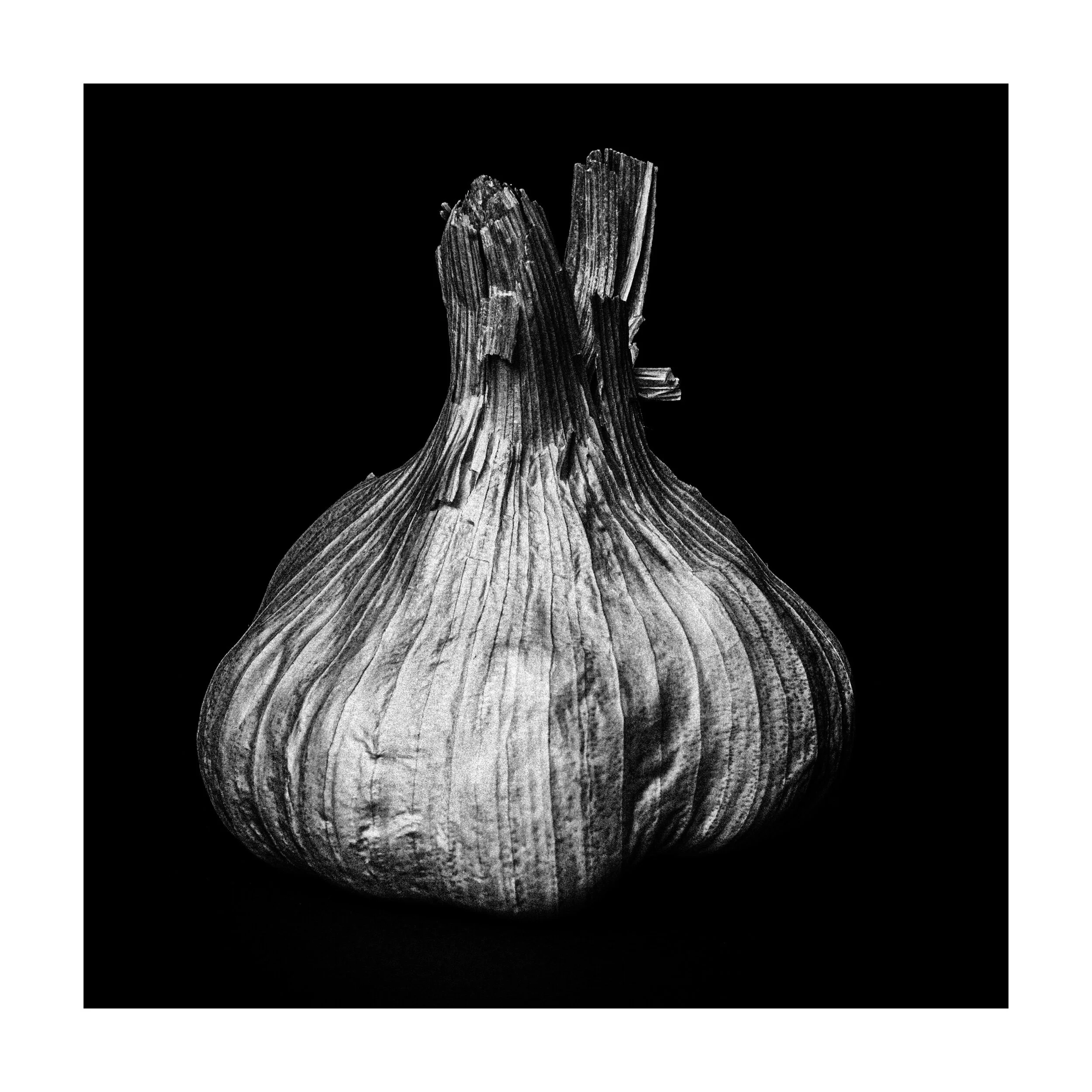 Whitagram-Image.jpeg