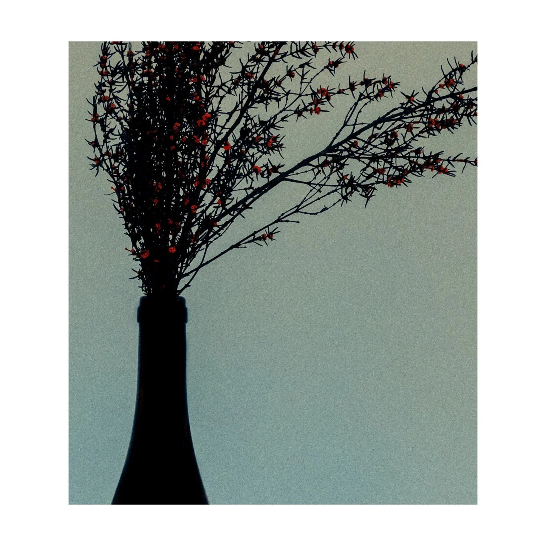 Whitagram-Image.jpeg