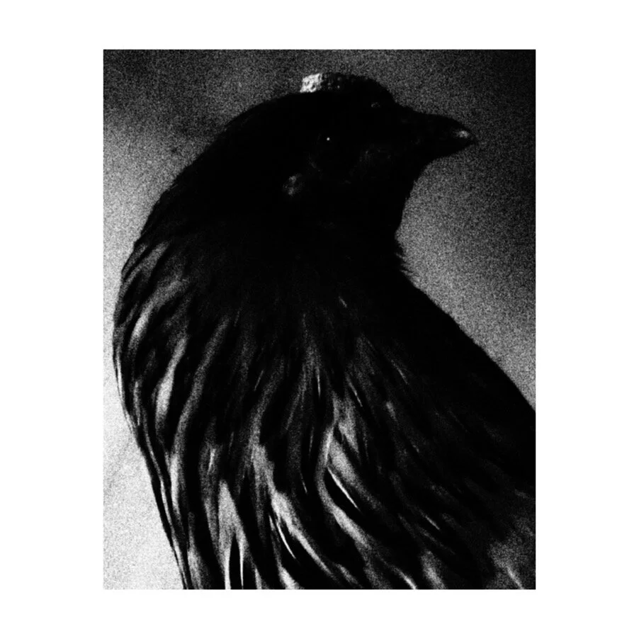 Whitagram-Image.jpeg