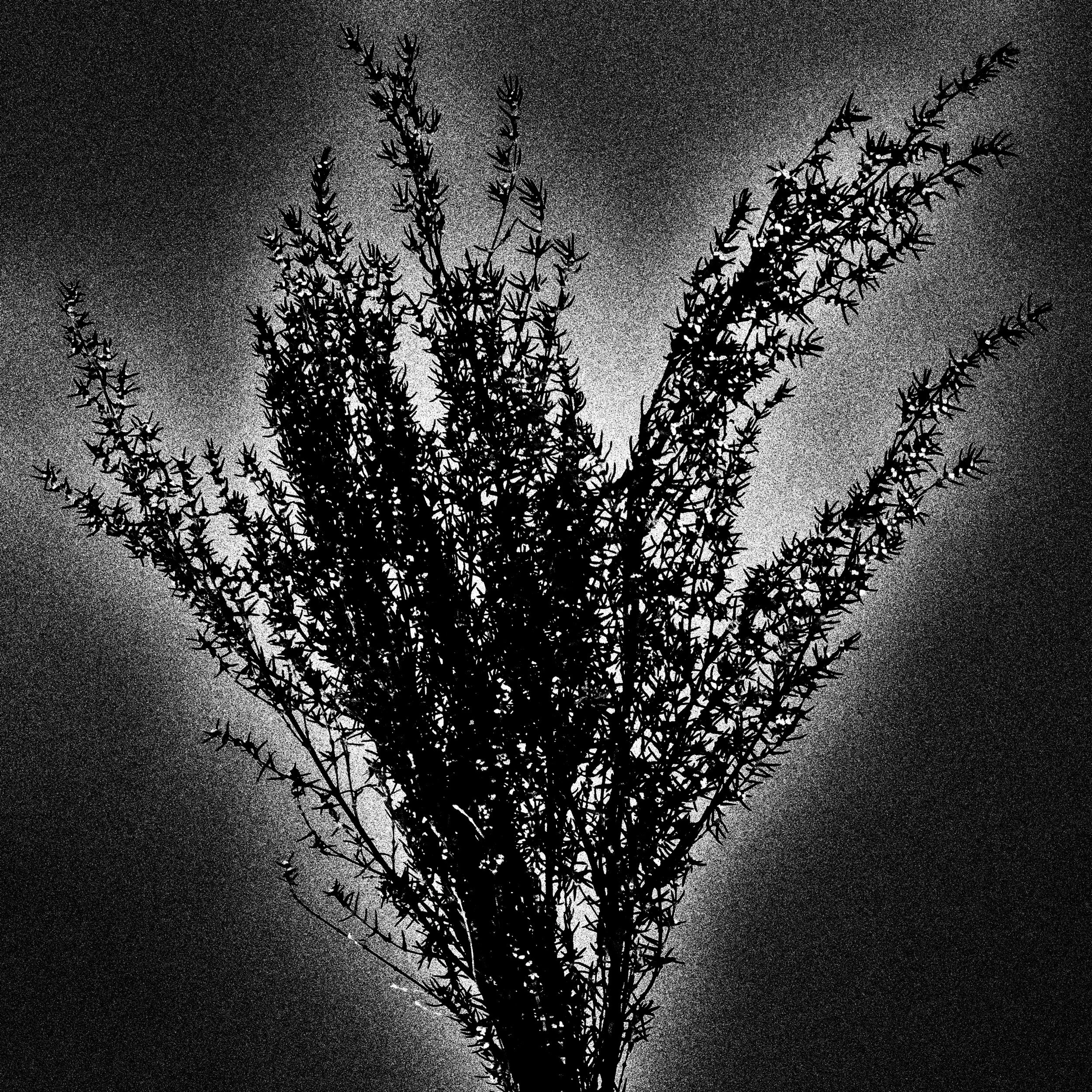 DSC_5306-Edit-3.jpeg