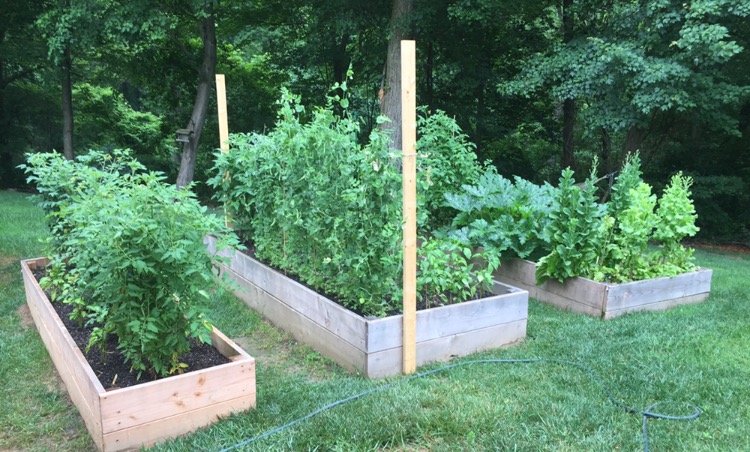 Williams' fully grown 2016 perennial garden.