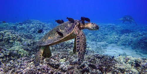 Aqua-Turtle-Reef.jpeg