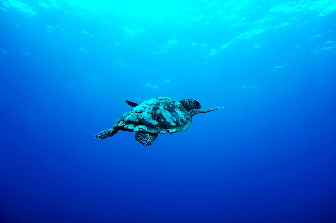 🐠 Ready to snorkel with vibrant marine life? Check out our top picks for unforgettable winter tours in Hawai&lsquo;i! 🌊🌺