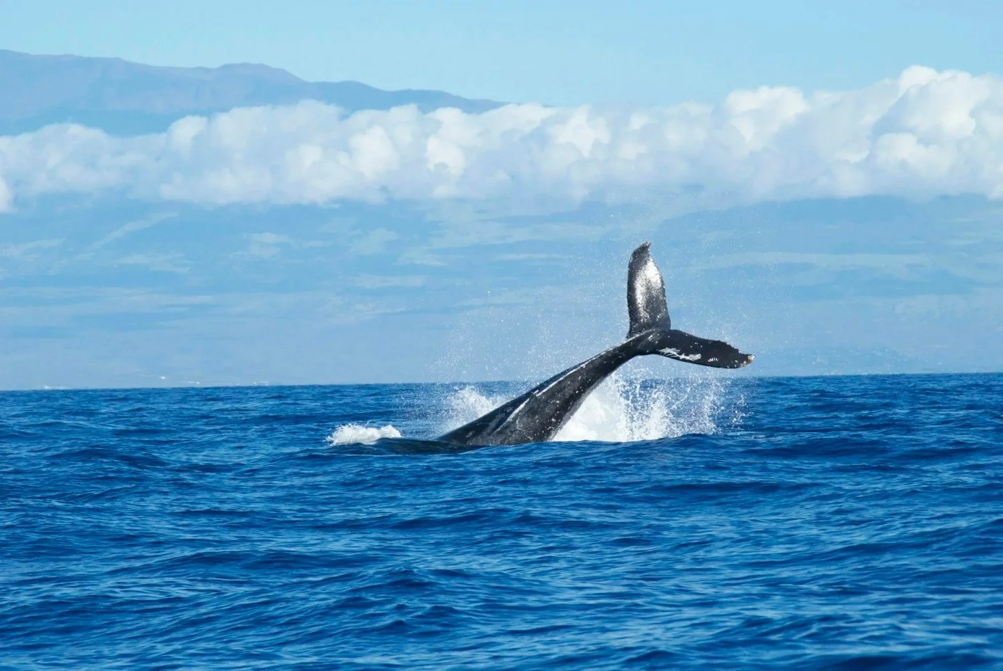 Embark on Your Adventure

Start your day by cruising over Maui's clear waters to the Molokini Crater. It is one of Hawaii's best snorkeling spots. As you continue your adventure, watch the majestic humpback whales breach the surface. 🐋✨

Experience 