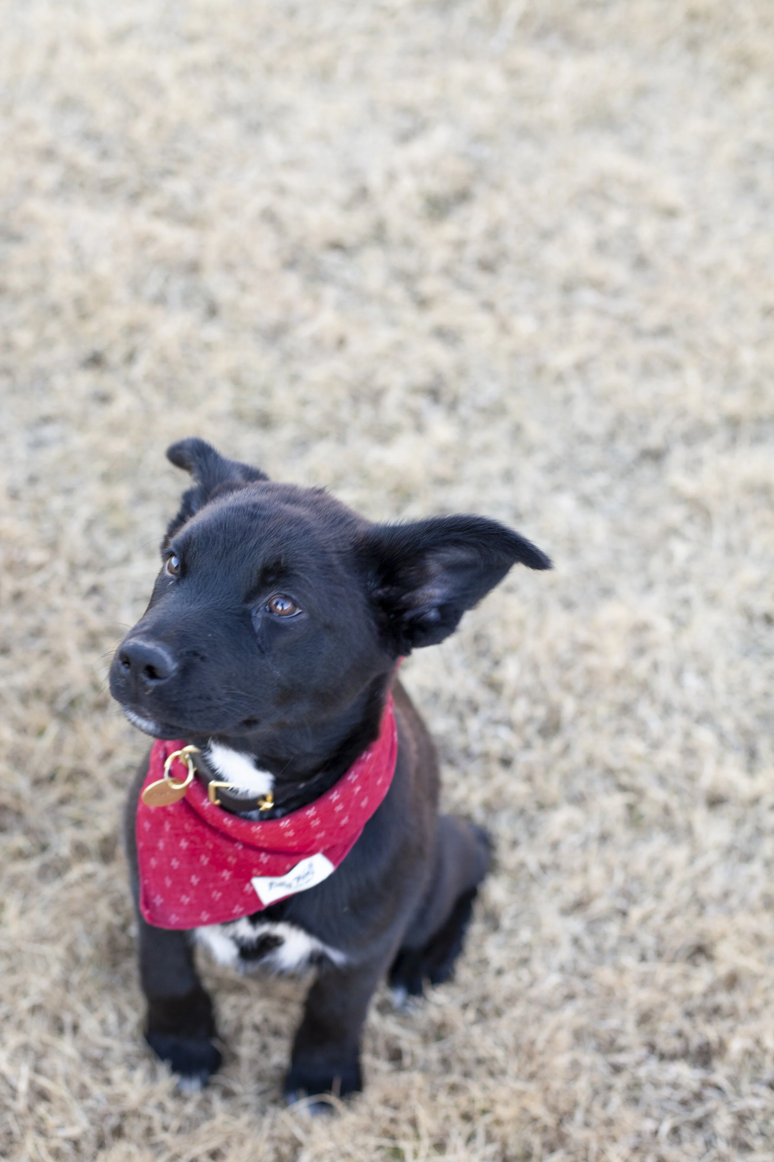 Say Hello to Koufax!