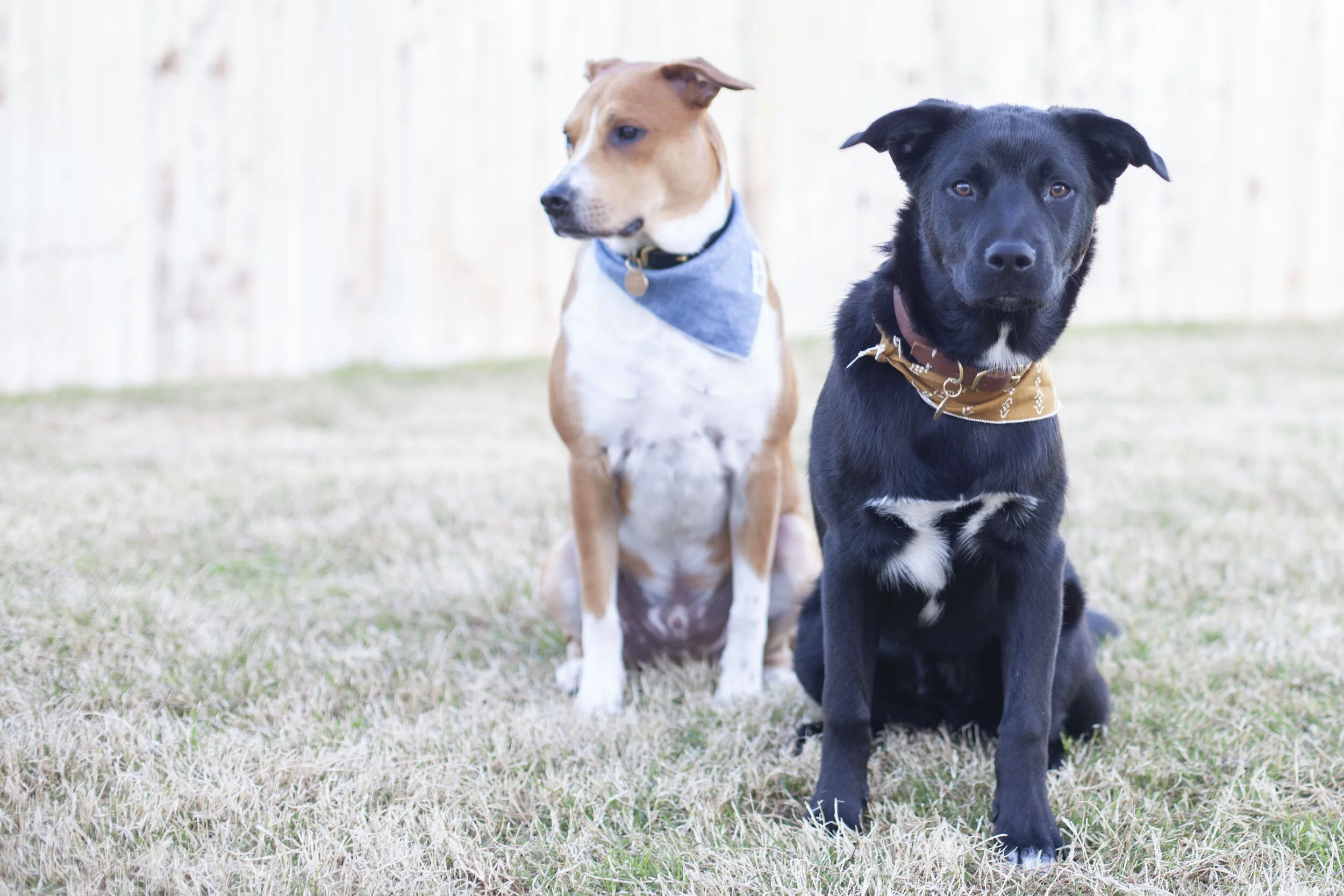 National Puppy Day! 10 Reasons to Adopt a Rescue Pup!