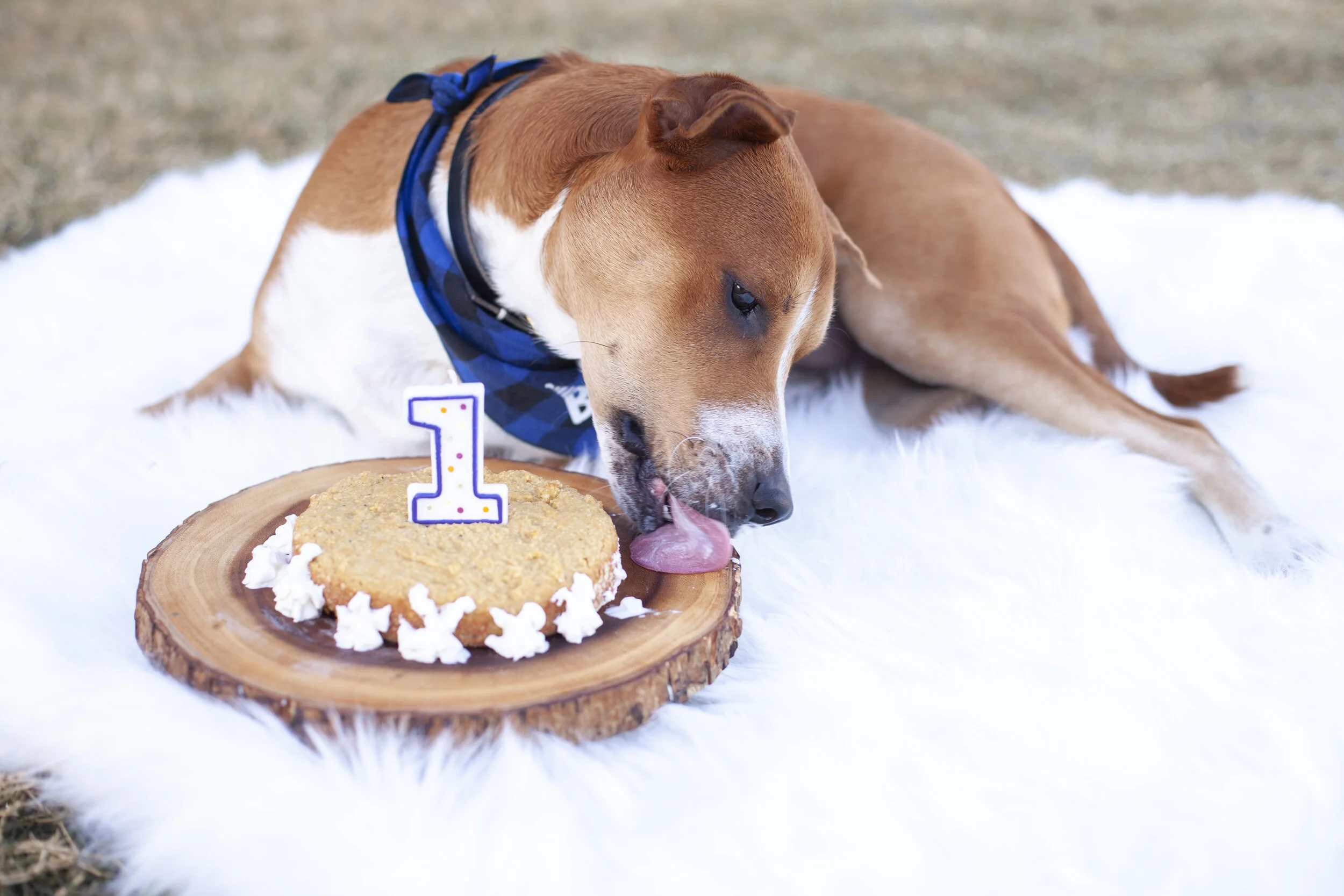 Kenobi's 1st Birthday!!