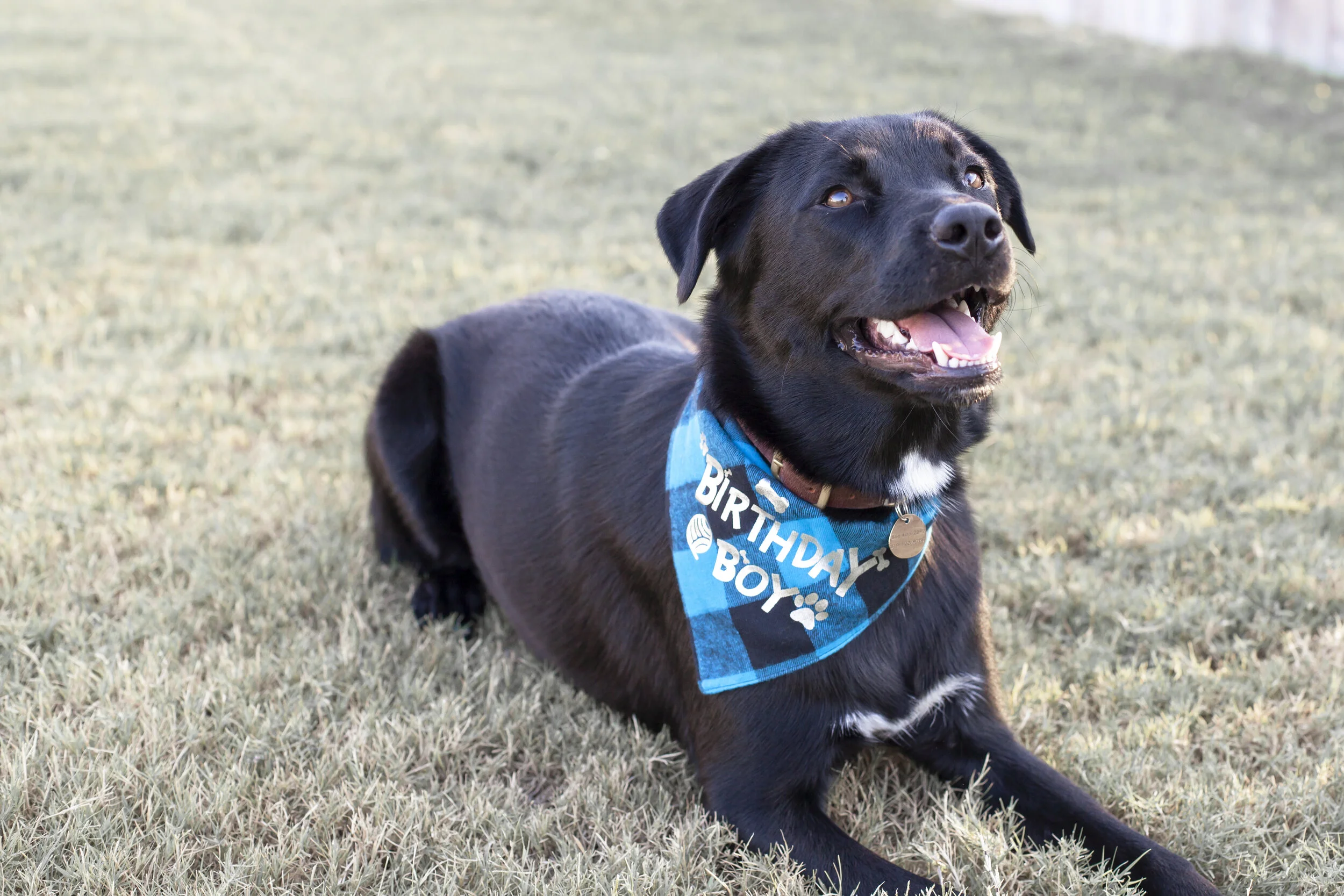 Koufax's 1st Birthday!