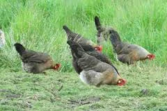 Are you eating these chickens and eggs?
