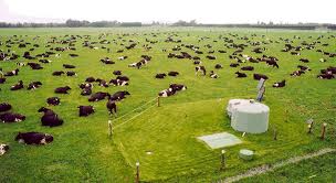 Is your beef from here?