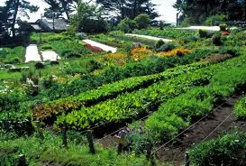 Do you get your Produce from here?