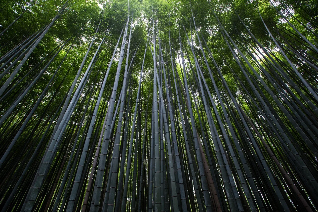 trees.jpg