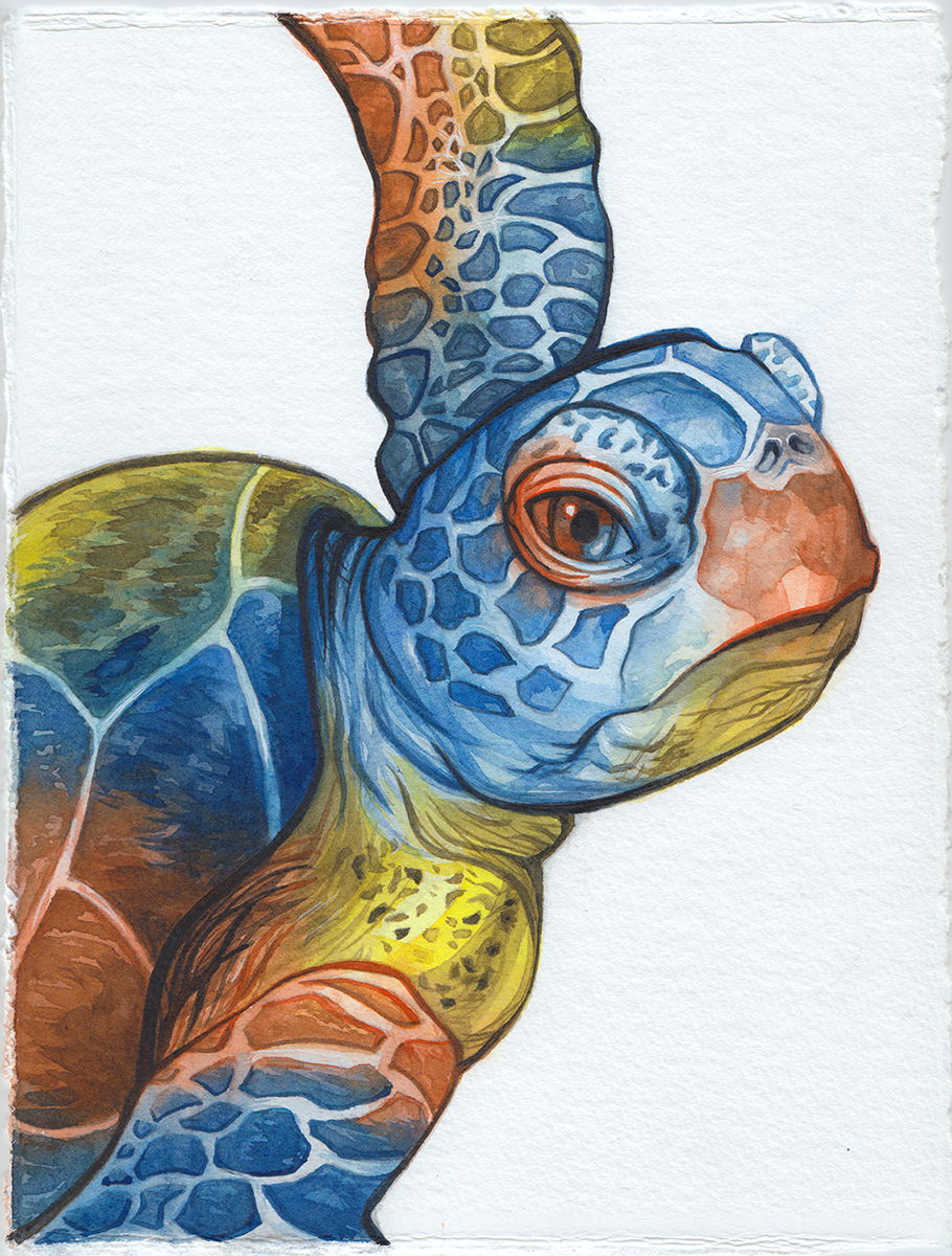 sea turtule final full color.PNG