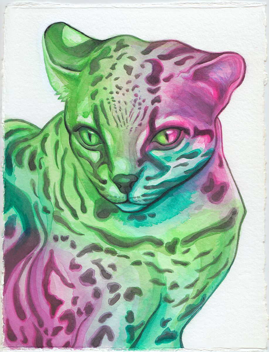 margay final full color 2.PNG