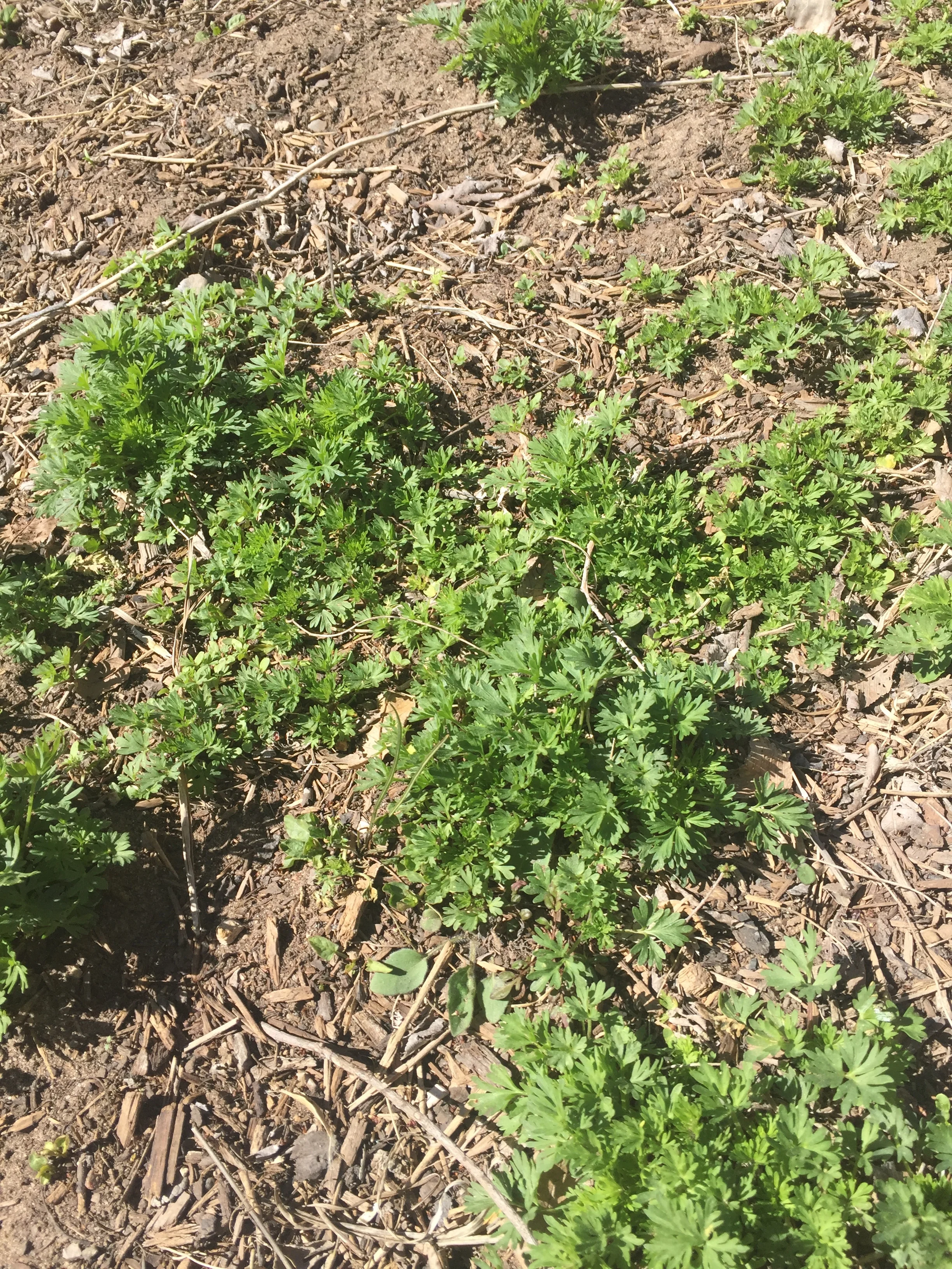 Spring parsley sprouting!