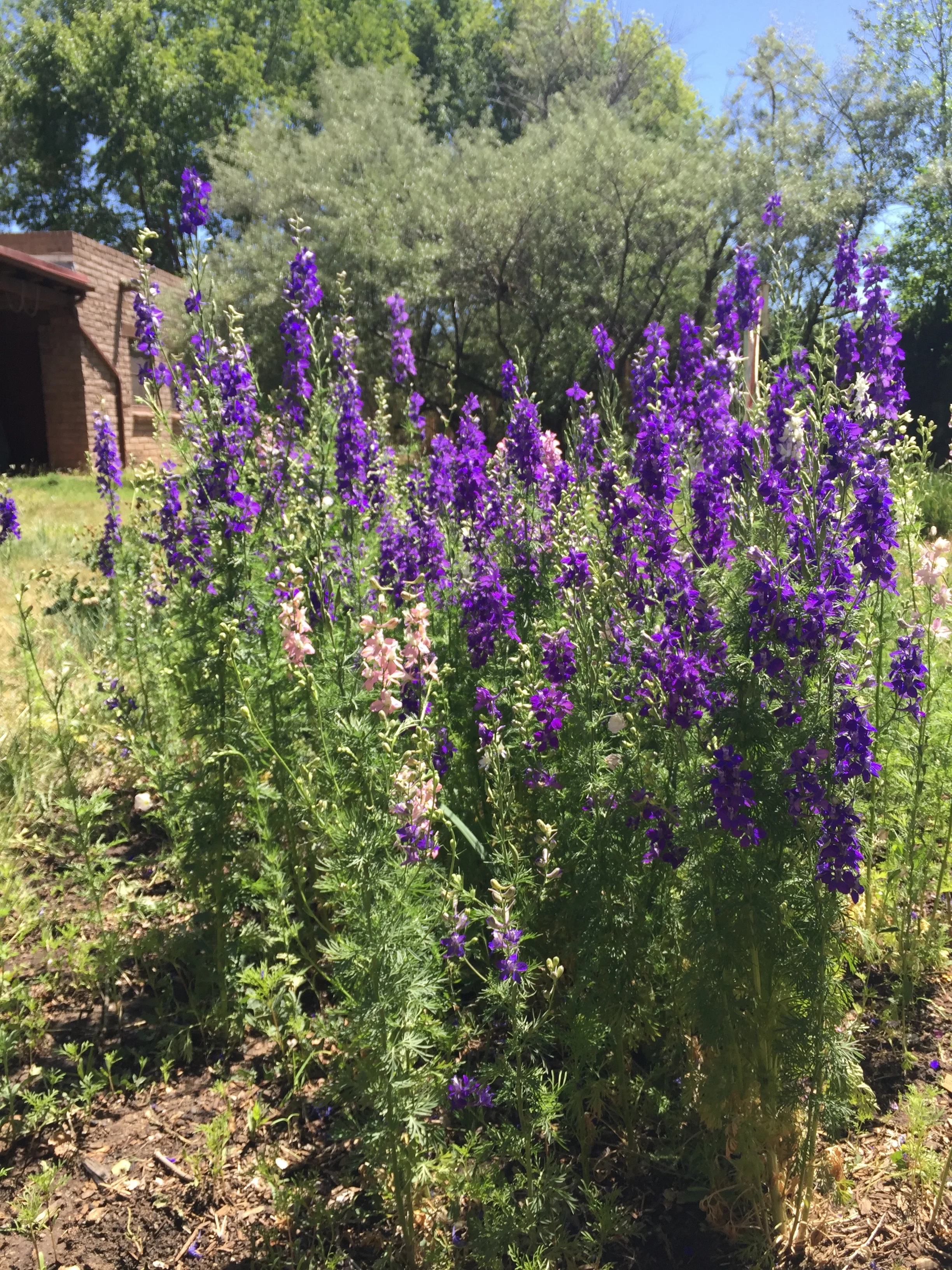 The lovely larkspur patch!