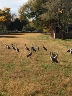 The sandhill crane have returned for the winter! They are such regal birds!