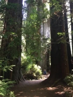 Meditating at the base of a redwood!