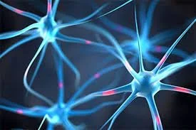 Explore Your Neural Architecture