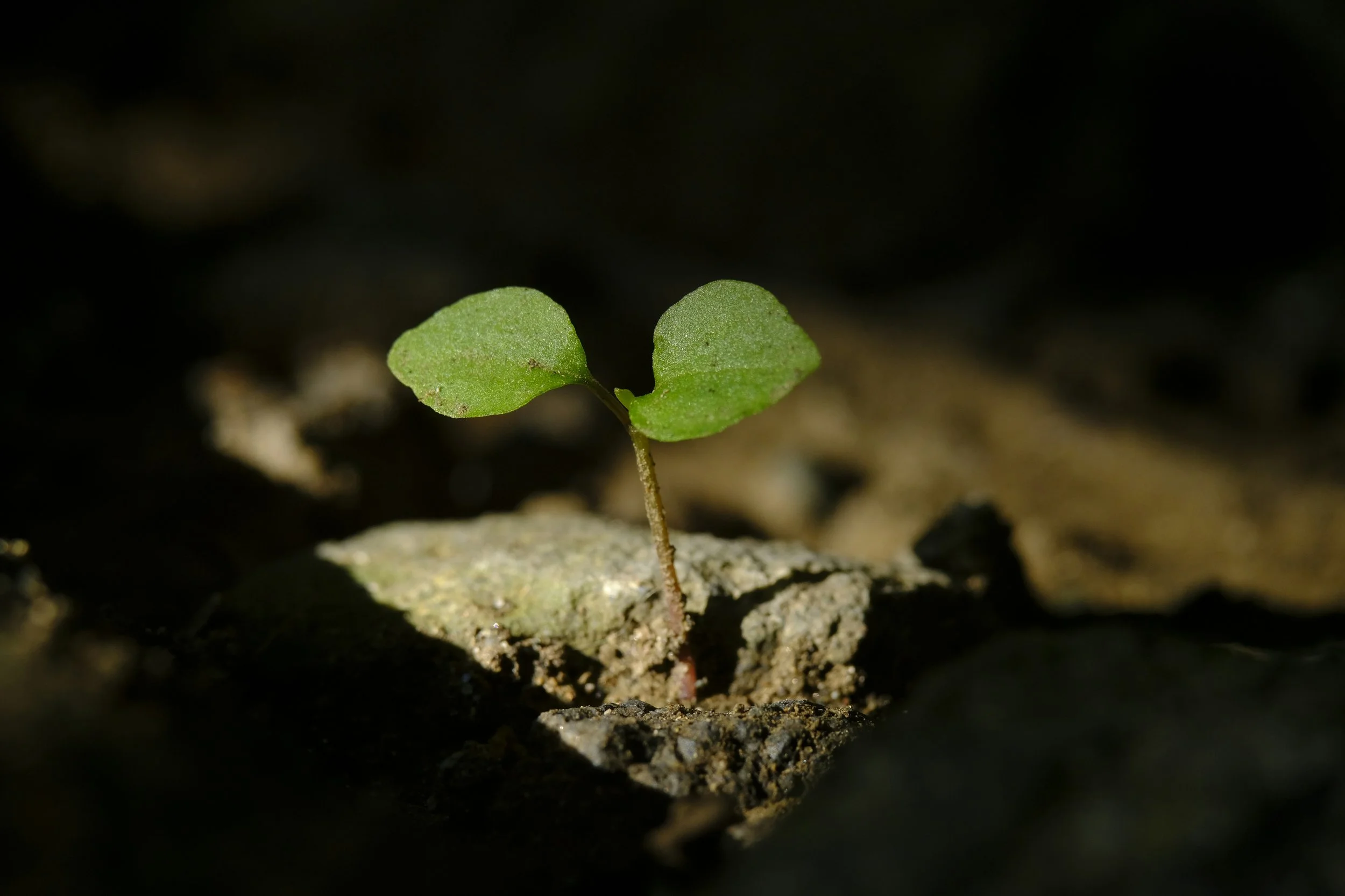 The Grieving Body - Ethical and Trauma-Informed Tools to Work with Grief and Pain