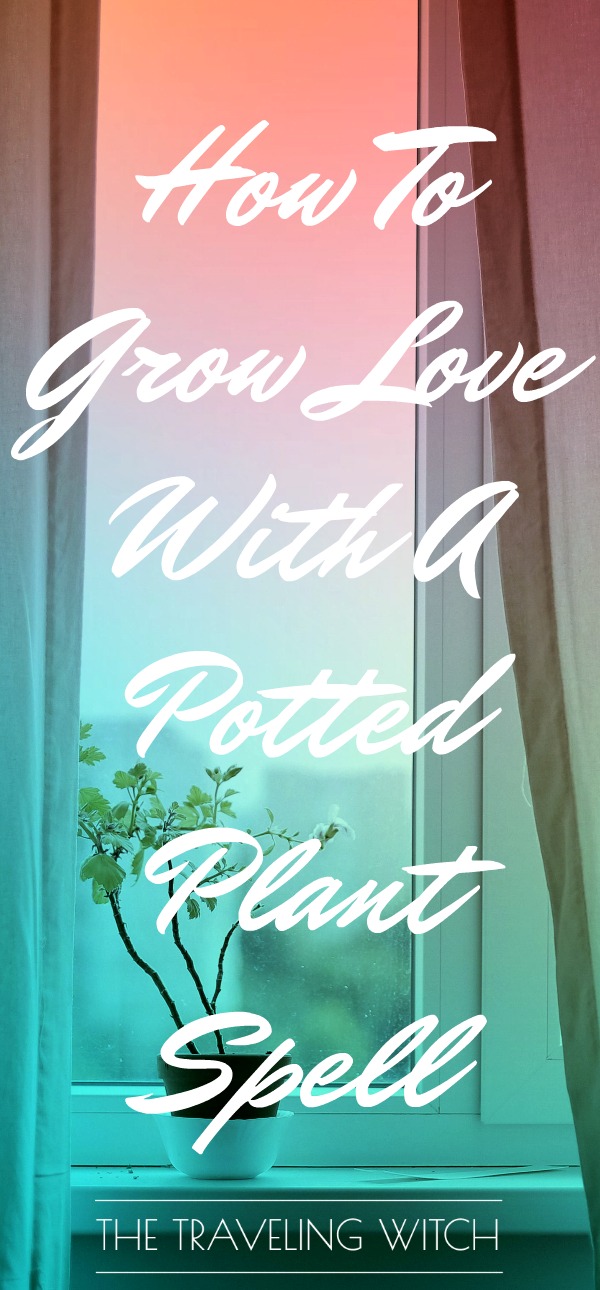 How To Grow Love With A Potted Plant Spell // Magick // Witchcraft // The Traveling Witch