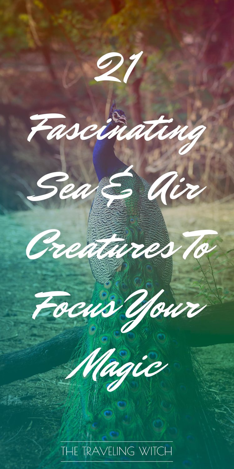 21 Fascinating Sea & Air Creatures To Focus Your Magic by The Traveling Witch #Witchcraft #Magic